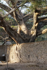 Ficus