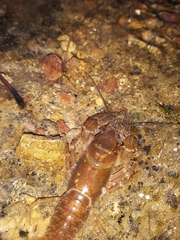 Cambarus asperimanus