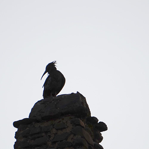 Wattled Ibis (Bostrychia carunculata), photo 9