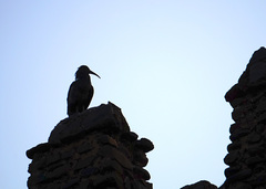 Bostrychia carunculata