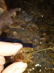 Cambarus asperimanus