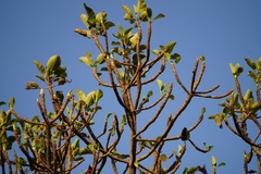 Chalcomitra senegalensis