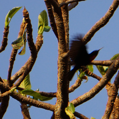 Chalcomitra senegalensis