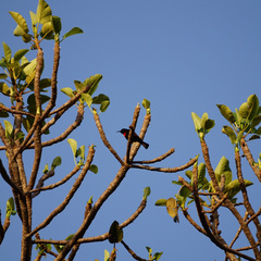 Chalcomitra senegalensis