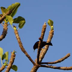 Chalcomitra senegalensis