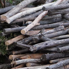 Crithagra tristriata