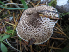 Verrucosporaceae