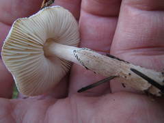 Verrucosporaceae