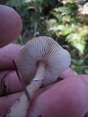 Verrucosporaceae