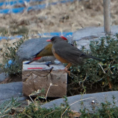 Turdus abyssinicus