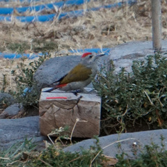Chloropicus goertae