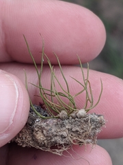 Pilularia americana