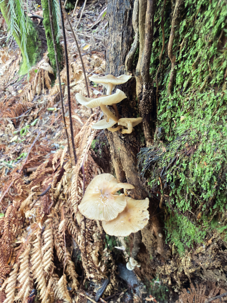 Armillaria novae-zelandiae · March 2026 · photo: © jeremy_rolfe (iNaturalist, cc-by)