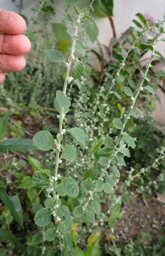 mountain knotgrass (Ouret lanata)