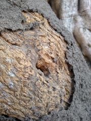 Termitidae