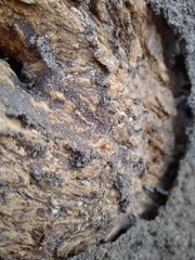Termitidae