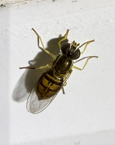 Unknown species found near Roberta Dr, San Mateo, CA, US