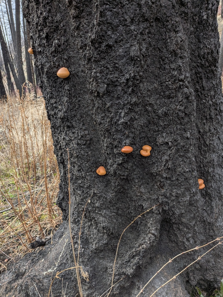 Cryptoporus volvatus · March 2026 · photo: © kalvinchan (iNaturalist, cc-by)