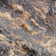 Termitidae