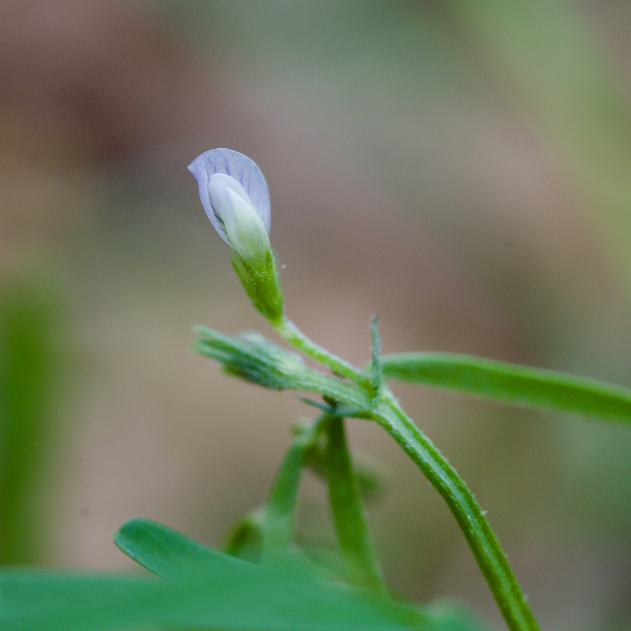 Pygmyflower Vetch (Vicia minutiflora)