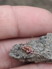 Elatine brachysperma