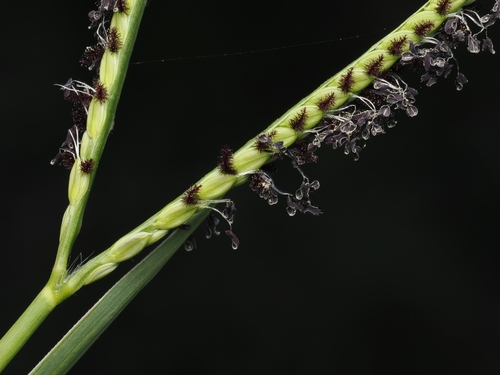Seashore Paspalum (Paspalum vaginatum)