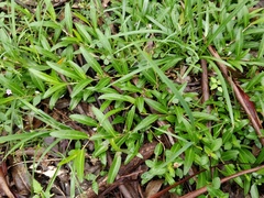 Eremophila debilis