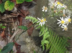 Aster baccharoides