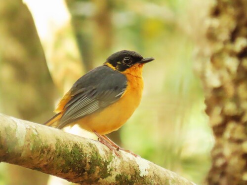 Chorister Robin-Chat (Cossypha dichroa), photo 7
