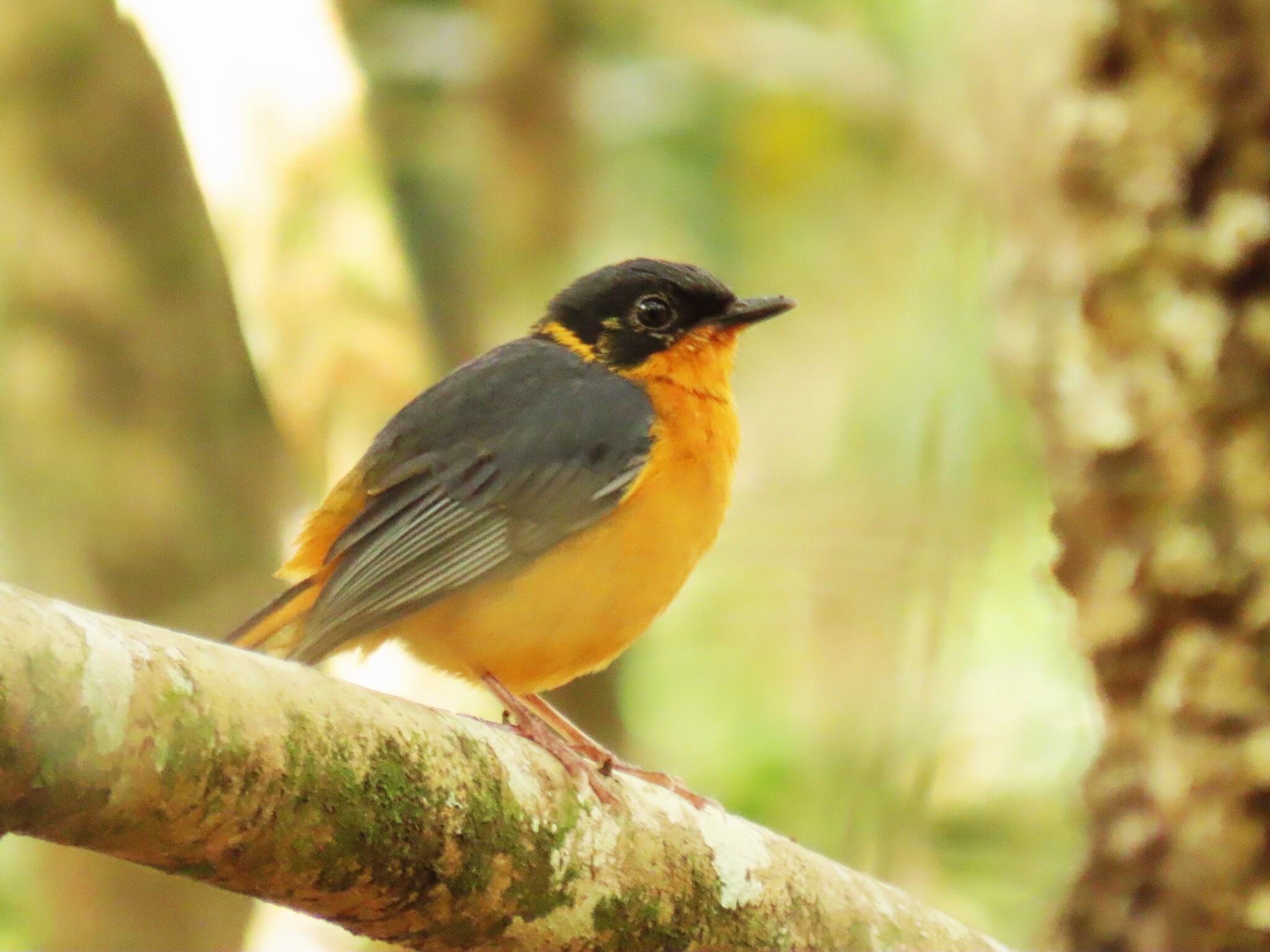 Chorister Robin-Chat (Cossypha dichroa), photo 8