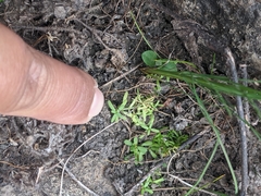 Callitriche marginata