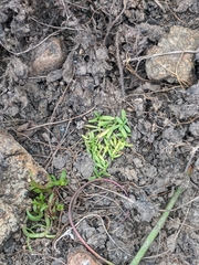 Callitriche marginata