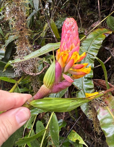 Elleanthus myrosmatis (Rchb.f.) Rchb.f. 2