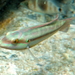 Slippery Dick - Photo (c) sea-kangaroo, some rights reserved (CC BY-NC-ND)