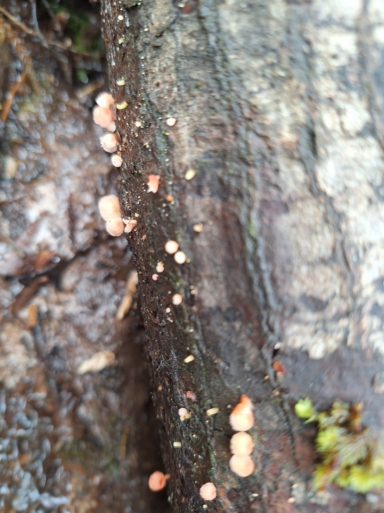 Mycena roseoflava · March 2026 · photo: © heidimeudt (iNaturalist, cc-by)