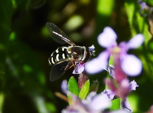 Unknown species found near Yakima County, WA, USA