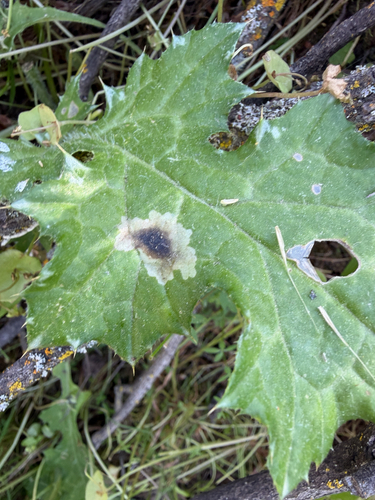 Unknown species found near Bay Area Ridge Trail, San Jose, CA, US