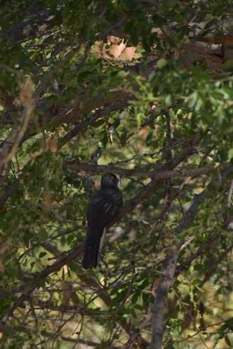 Citreoline Trogon (Trogon citreolus), photo 4