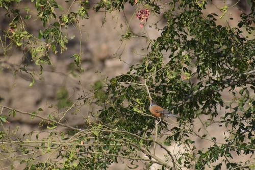 Rufous-backed Thrush (Turdus rufopalliatus), photo 7