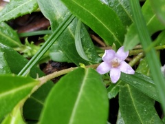 Eremophila debilis