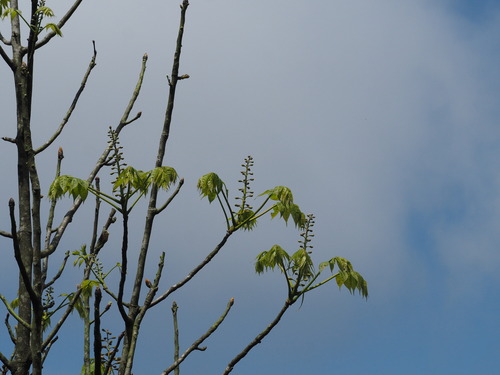 Bretschneidera sinensis, photograph 2