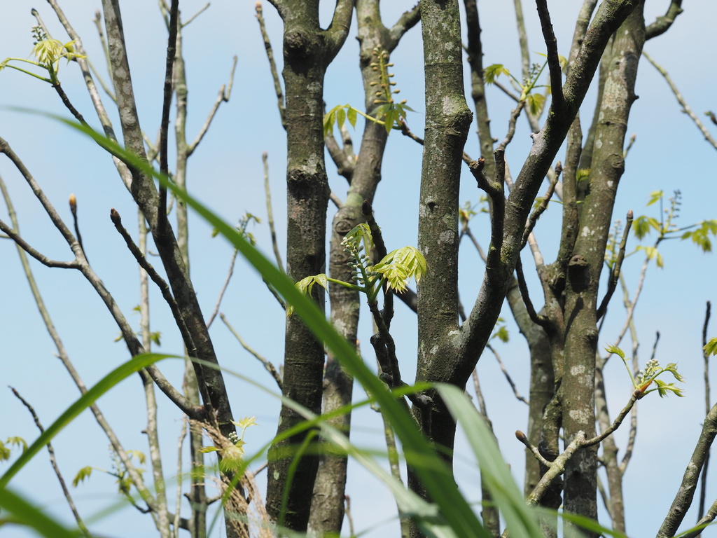 Bretschneidera sinensis; photograph (c) Moogoo Lee, some rights reserved (CC BY)