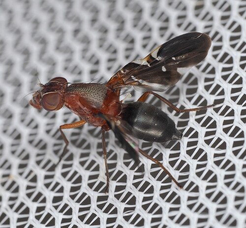 Unknown species found near Norman, OK, USA