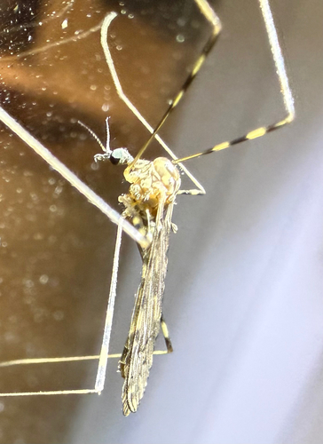 Unknown species found near Harrison Ave, San Mateo, CA, US