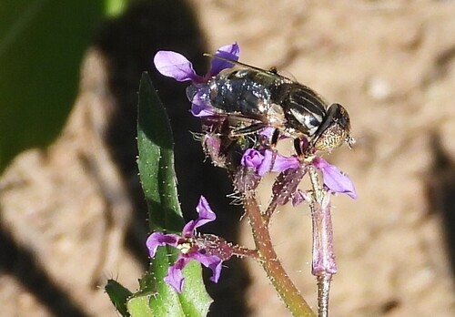 Unknown species found near Yakima County, WA, USA