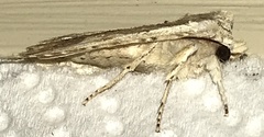 Lithophane patefacta