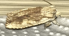Lithophane patefacta