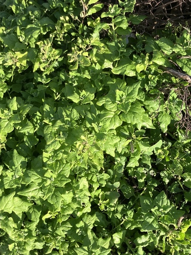Tetragonia tetragonoides observed 2026-03-26