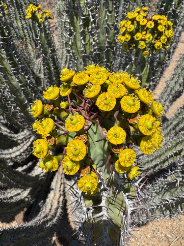 Euphorbia virosa, photograph 6