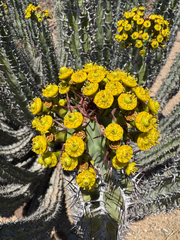 Euphorbia virosa, photograph (c) Peter Uetz, some rights reserved (CC BY)